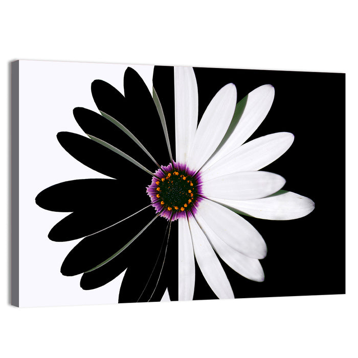Black and White Daisy with Purple Ring Wall Art as a canvas print