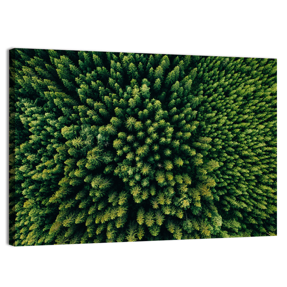 Aerial Conifer Canopy Wall Art, canvas print, landscape