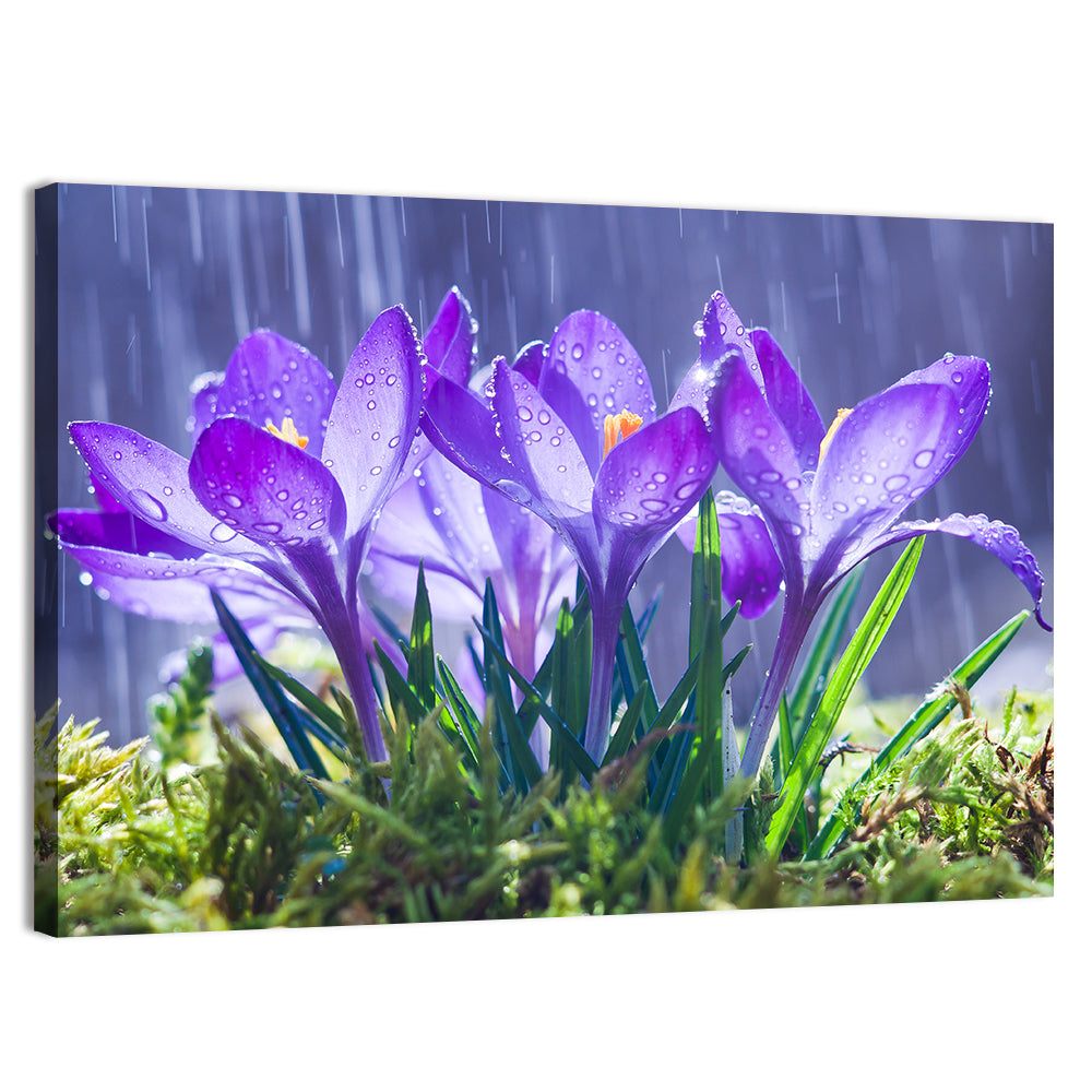 Rainy Purple Crocuses Wall Art, canvas print, landscape