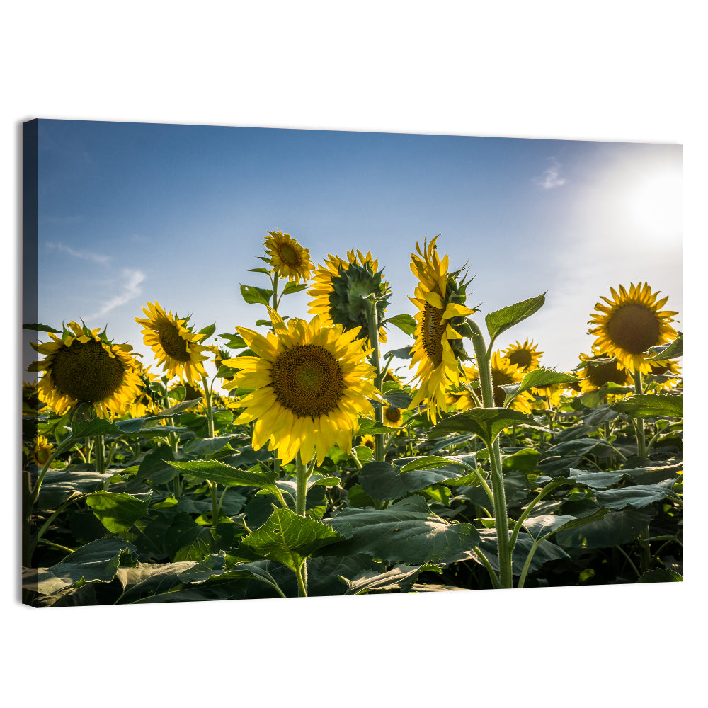 Backlit Sunflower Field Wall Art, canvas print, landscape