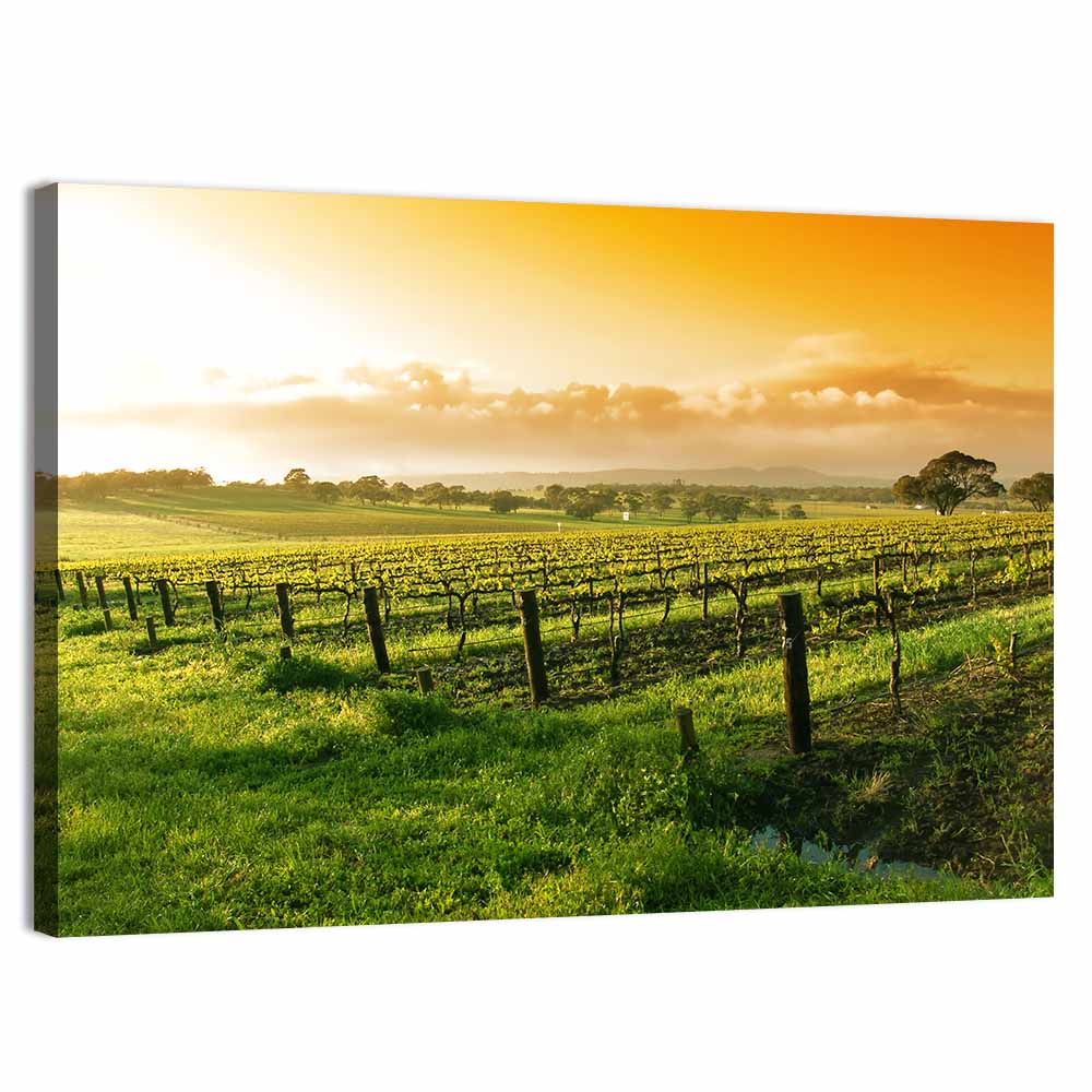Barossa Valley Vineyard at Sunrise Wall Art, canvas print, landscape