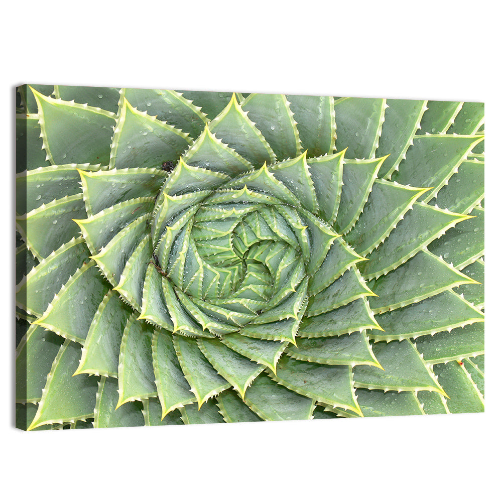 Spiral Aloe Close-up Wall Art, canvas print, landscape