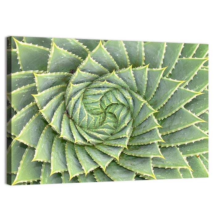 Spiral Aloe Close-up Wall Art as a canvas print