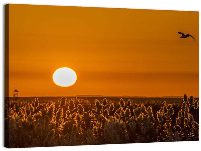 Golden Sunrise Over Reeds Wall Art as a canvas print