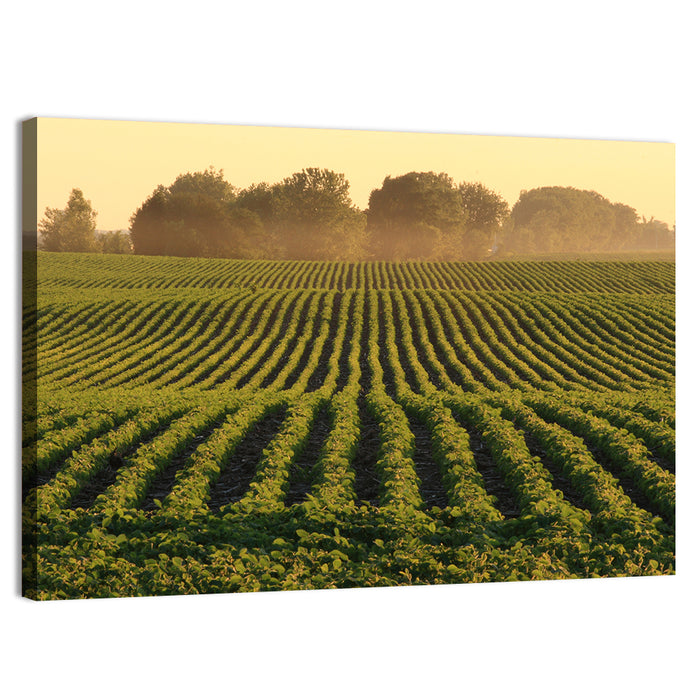 Misty Soybean Field at Dusk Wall Art as a canvas print