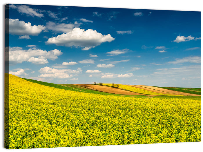 Sunlit Canola Fields Wall Art as a canvas print