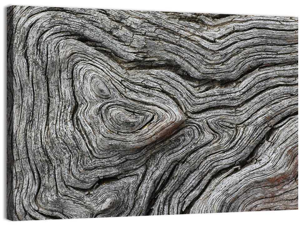 Tree Growth Rings Wall Art, canvas print, landscape