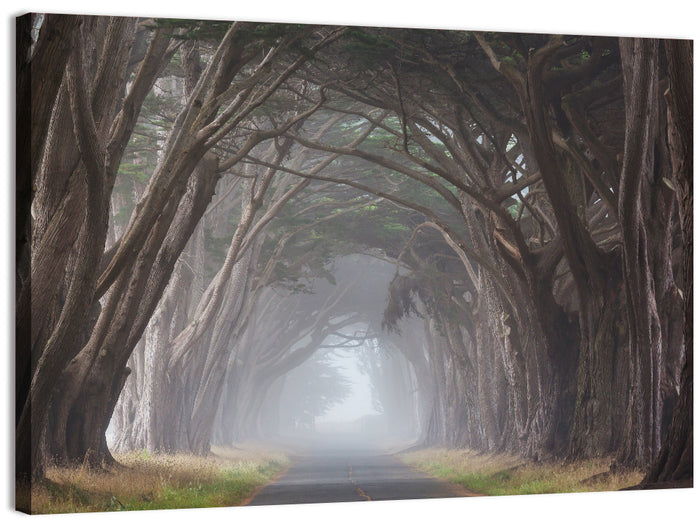 Cypress Tree Tunnel in Fog Wall Art as a canvas print