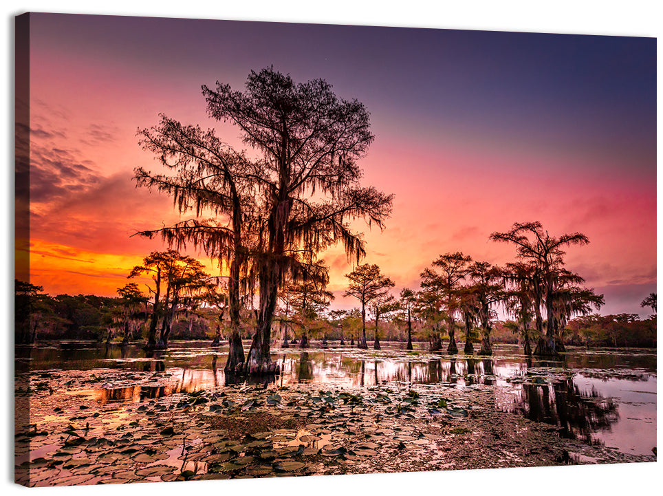 Caddo Lake Cypress Sunset Wall Art, canvas print, landscape