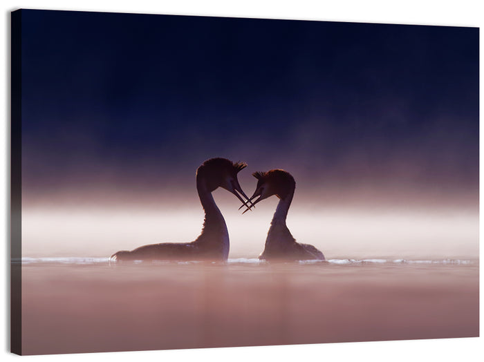 Crested Grebes in Morning Mist Wall Art as a canvas print