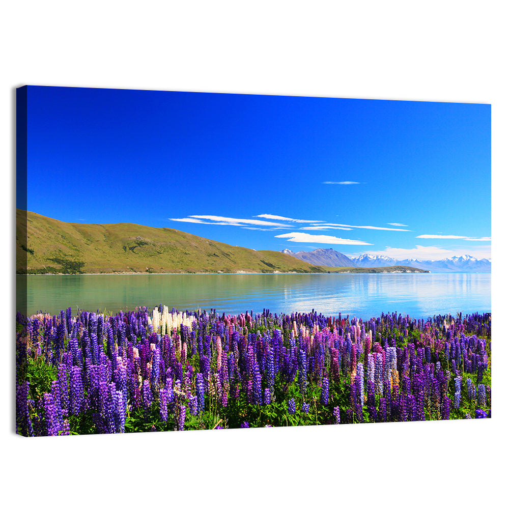 Lake Tekapo Lupine Fields Wall Art, canvas print, landscape
