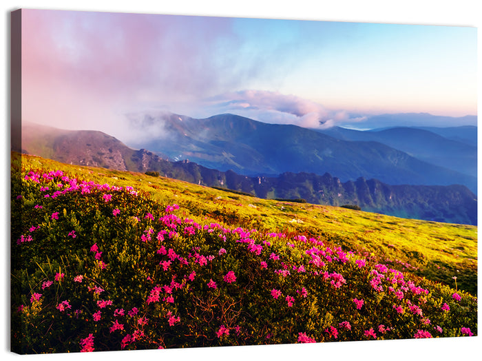 Alpine Rhododendron Meadow at Golden Hour Wall Art as a canvas print
