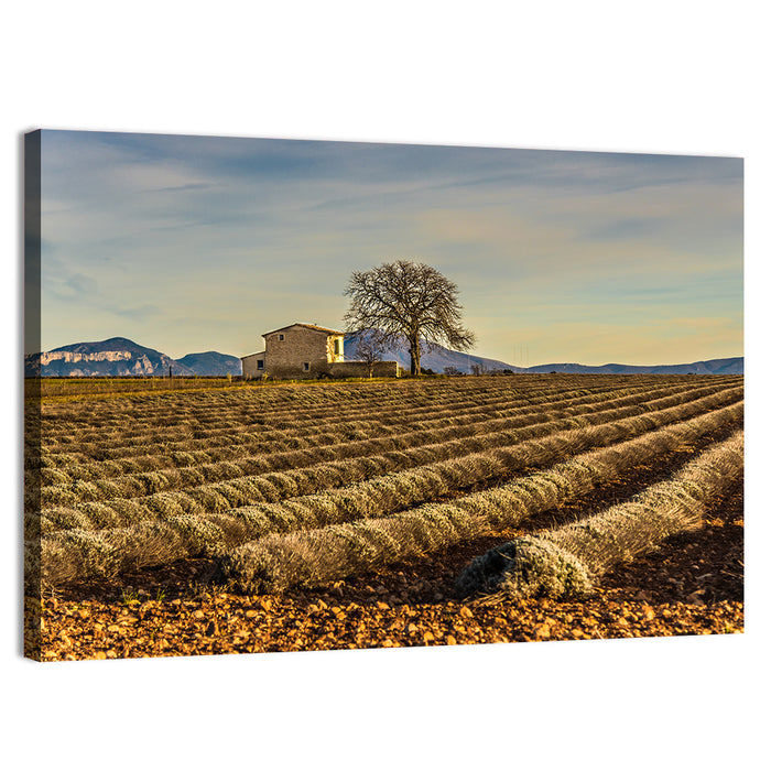 Rustic Provence Lavender Rows at Golden Hour Wall Art as a canvas print