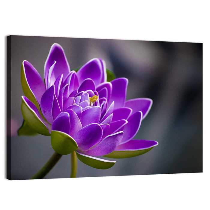Purple Water Lily Close-up Wall Art as a canvas print
