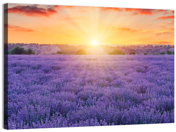 Lavender Field Sunburst Wall Art as a canvas print