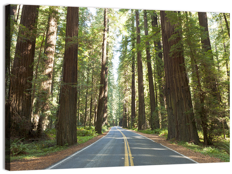 Giants Avenue Redwood Forest Road Wall Art, canvas print, landscape