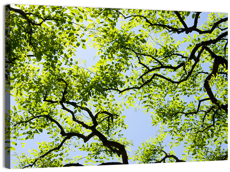 Sunlit Tree Canopy Wall Art, canvas print, landscape
