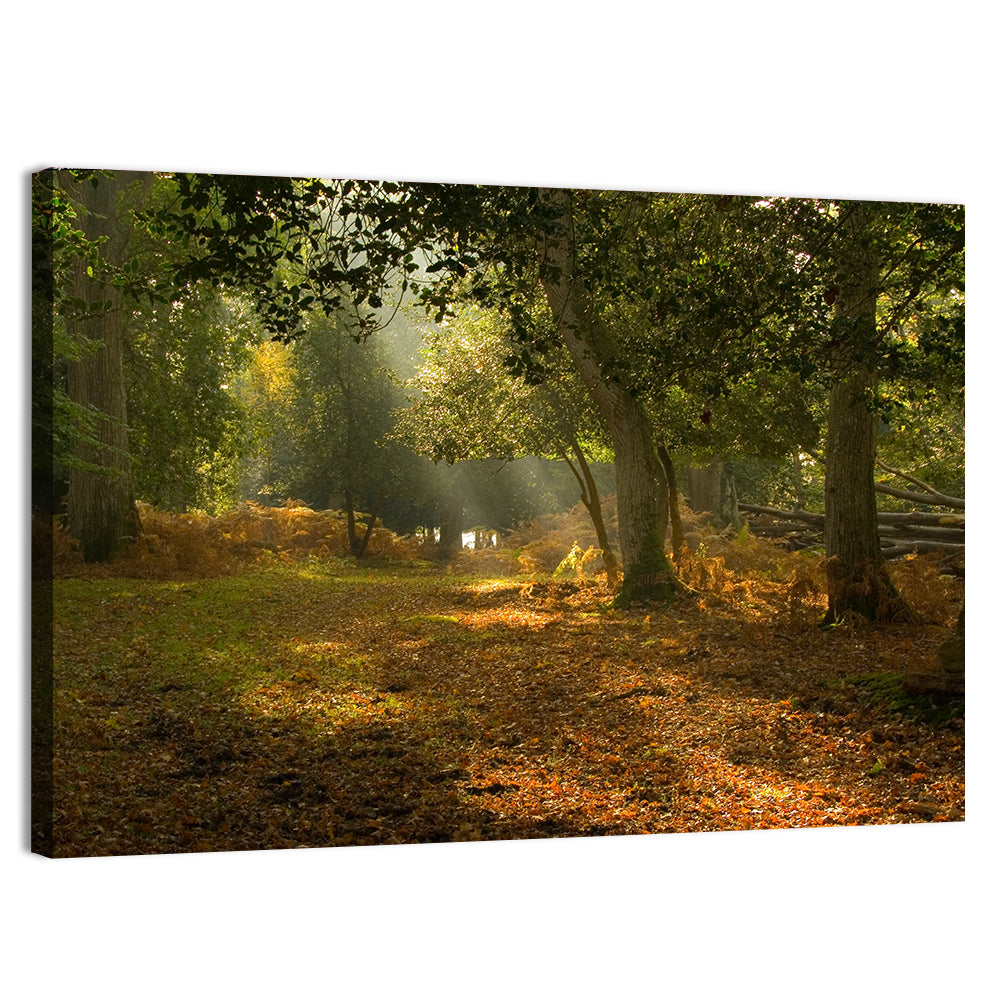 Autumn Forest Path, Hampshire Wall Art, canvas print, landscape
