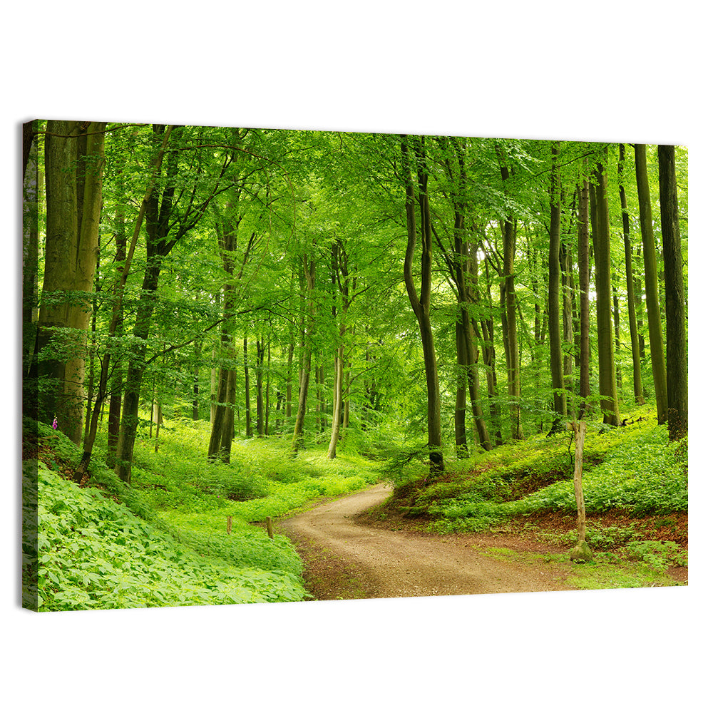Sunlit Forest Path Wall Art, canvas print, landscape