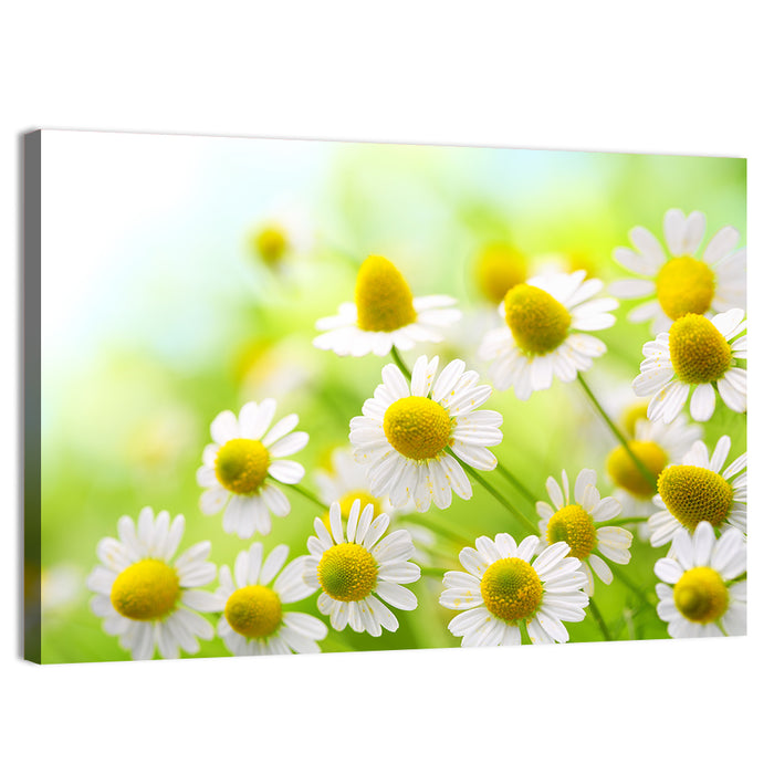 Chamomile Close-up Wall Art as a canvas print