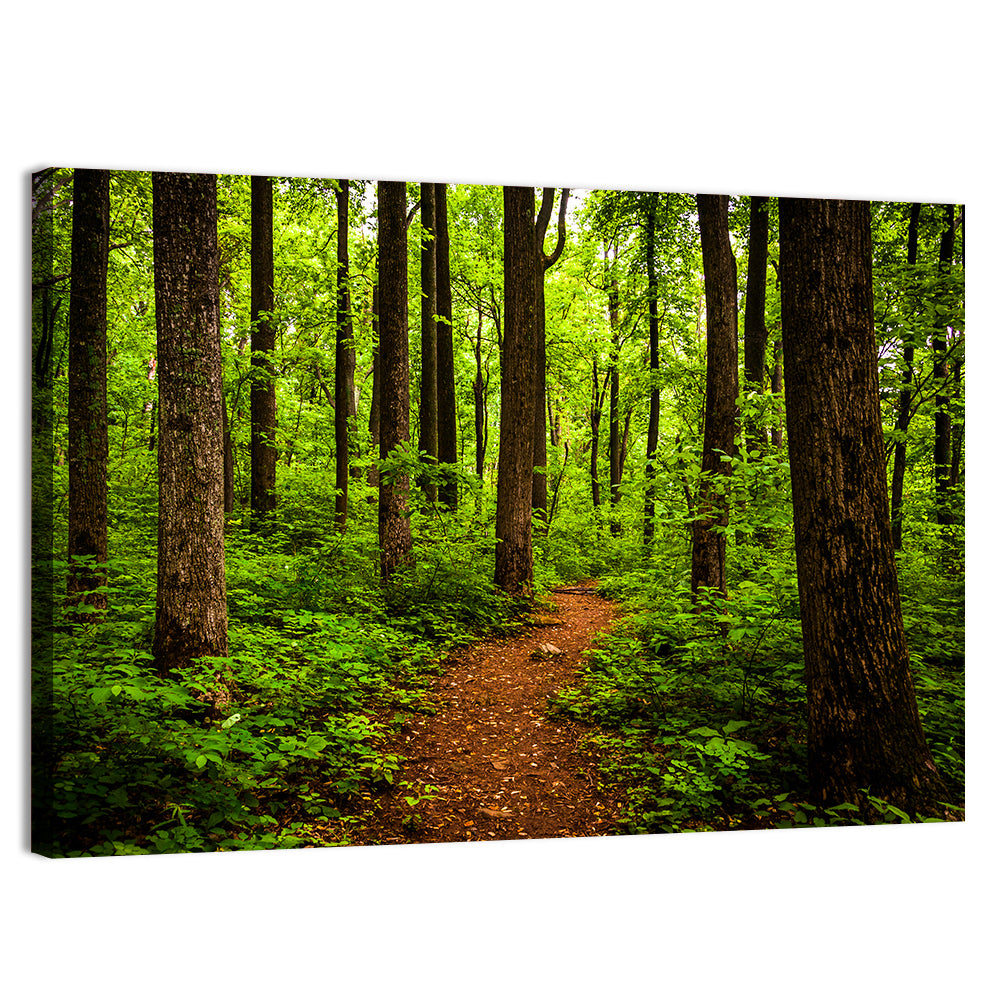 Shenandoah National Park Trail Wall Art, canvas print, landscape