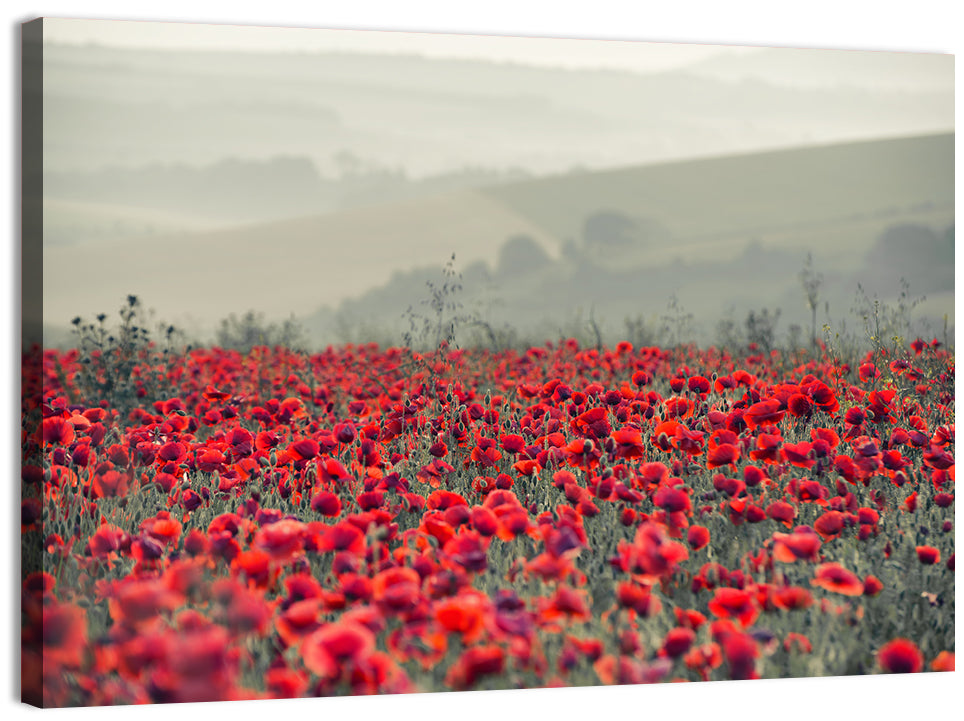 Red Poppy Field Wall Art