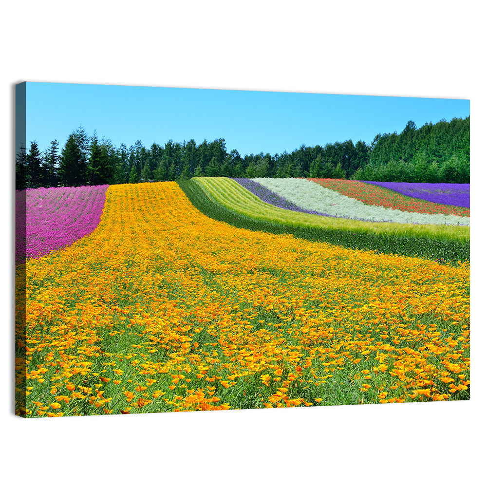 Tomita Flower Fields, Nakafurano Wall Art, canvas print, landscape