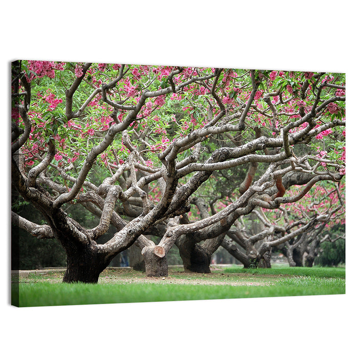Peach Orchard in Bloom Wall Art as a canvas print
