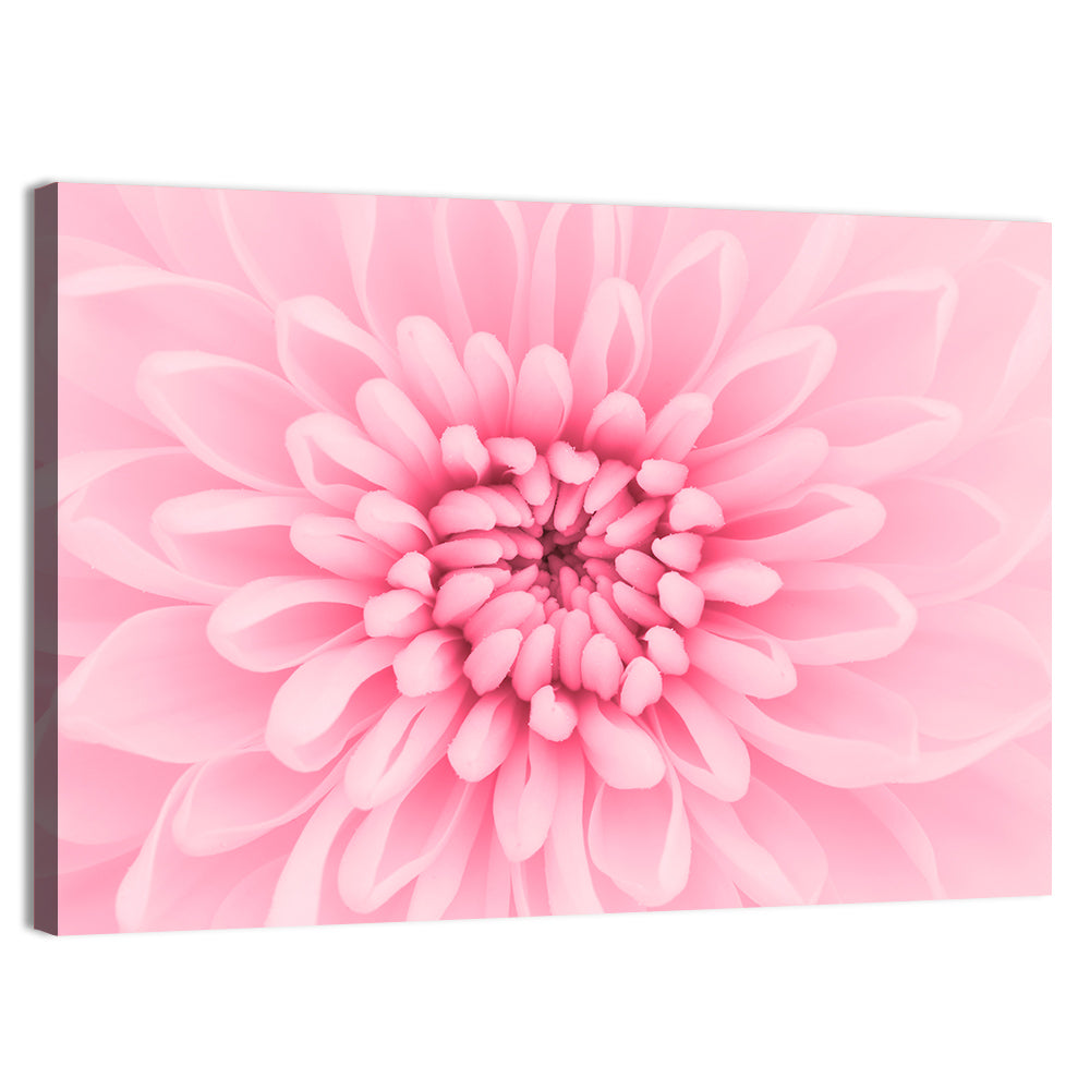 Pink Chrysanthemum Close-up Wall Art, canvas print, landscape