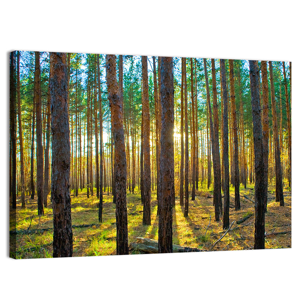 Scots Pine Forest Wall Art, canvas print, landscape