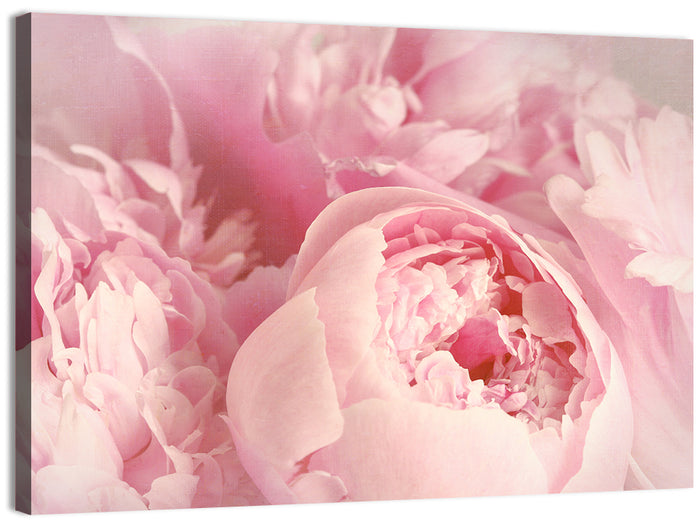 Soft Pink Peony Close Up Wall Art as a canvas print