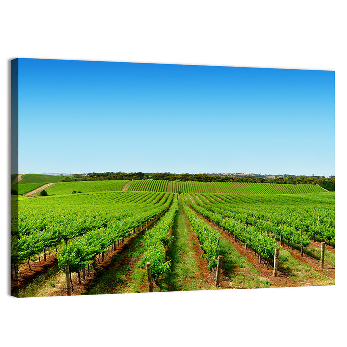 Sunlit Vineyard Rows Wall Art as a canvas print