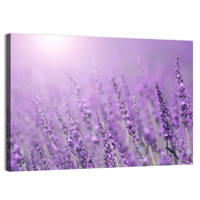 Sunlit Lavender Field Wall Art as a canvas print
