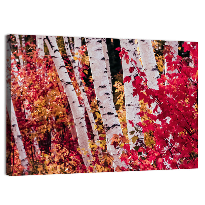 Autumn Birches with Crimson Maples Wall Art as a canvas print