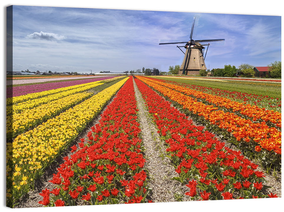 Spring Tulip Fields with Dutch Windmill Wall Art, canvas print, landscape