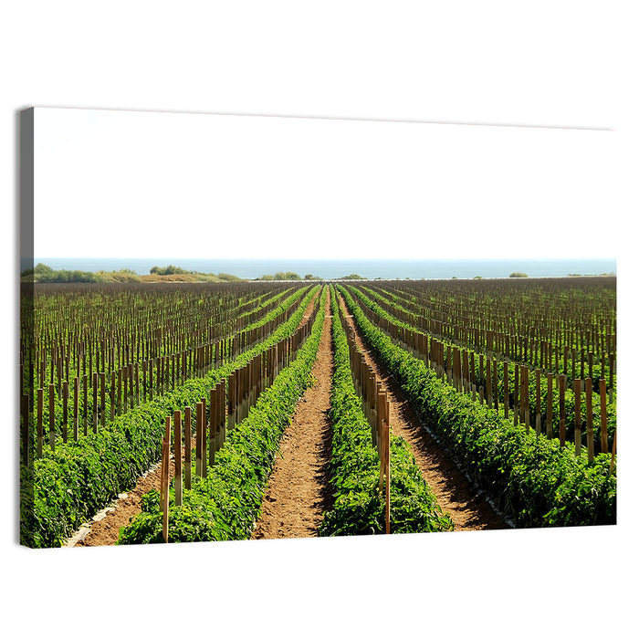 Tomato Fields Wall Art as a canvas print