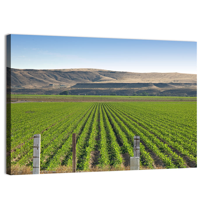 Idaho Corn Field Wall Art as a canvas print