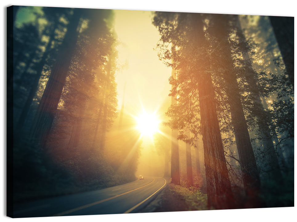 Misty Redwood Road with Golden Sunburst Wall Art, canvas print, landscape