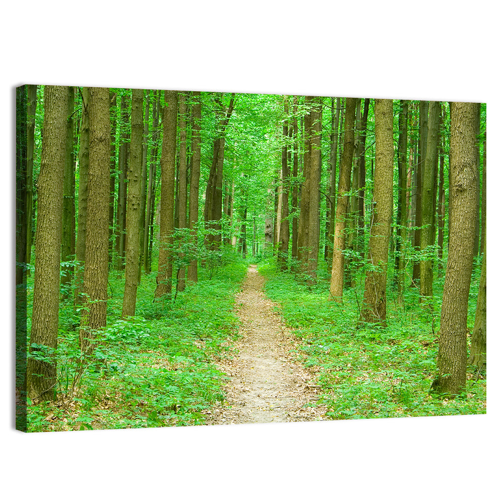 Green Forest Pathway Wall Art, canvas print, landscape