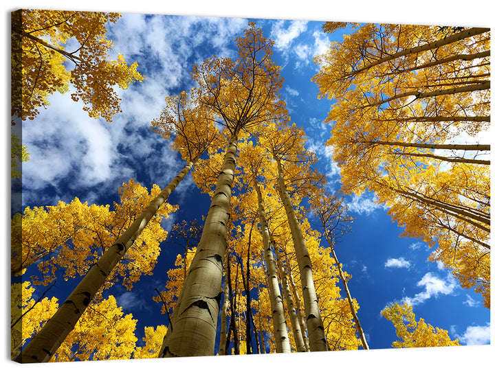 Golden Aspen Canopy View Wall Art