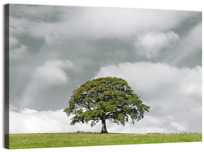 Solitary Oak in Meadow Wall Art as a canvas print