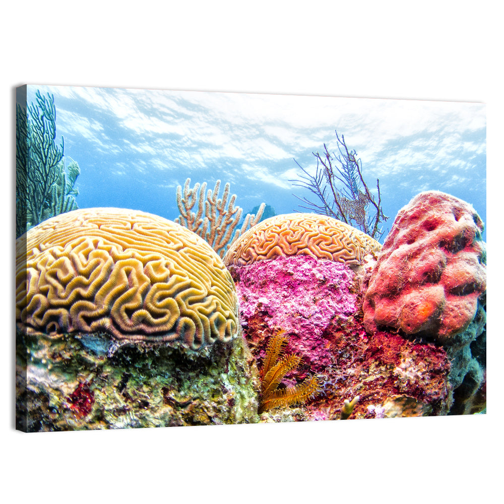 Vibrant Brain Coral Reef Wall Art, canvas print, landscape