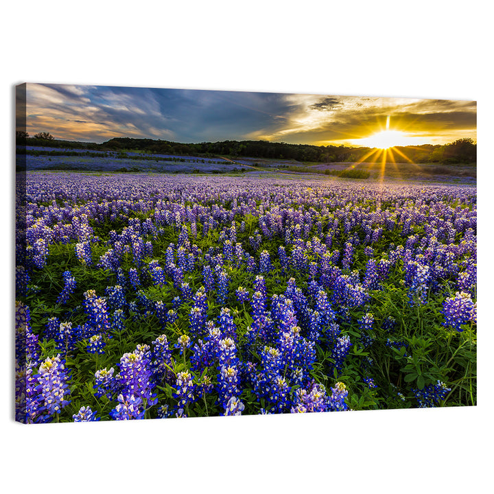 Texas Bluebonnet Field at Sunset Wall Art