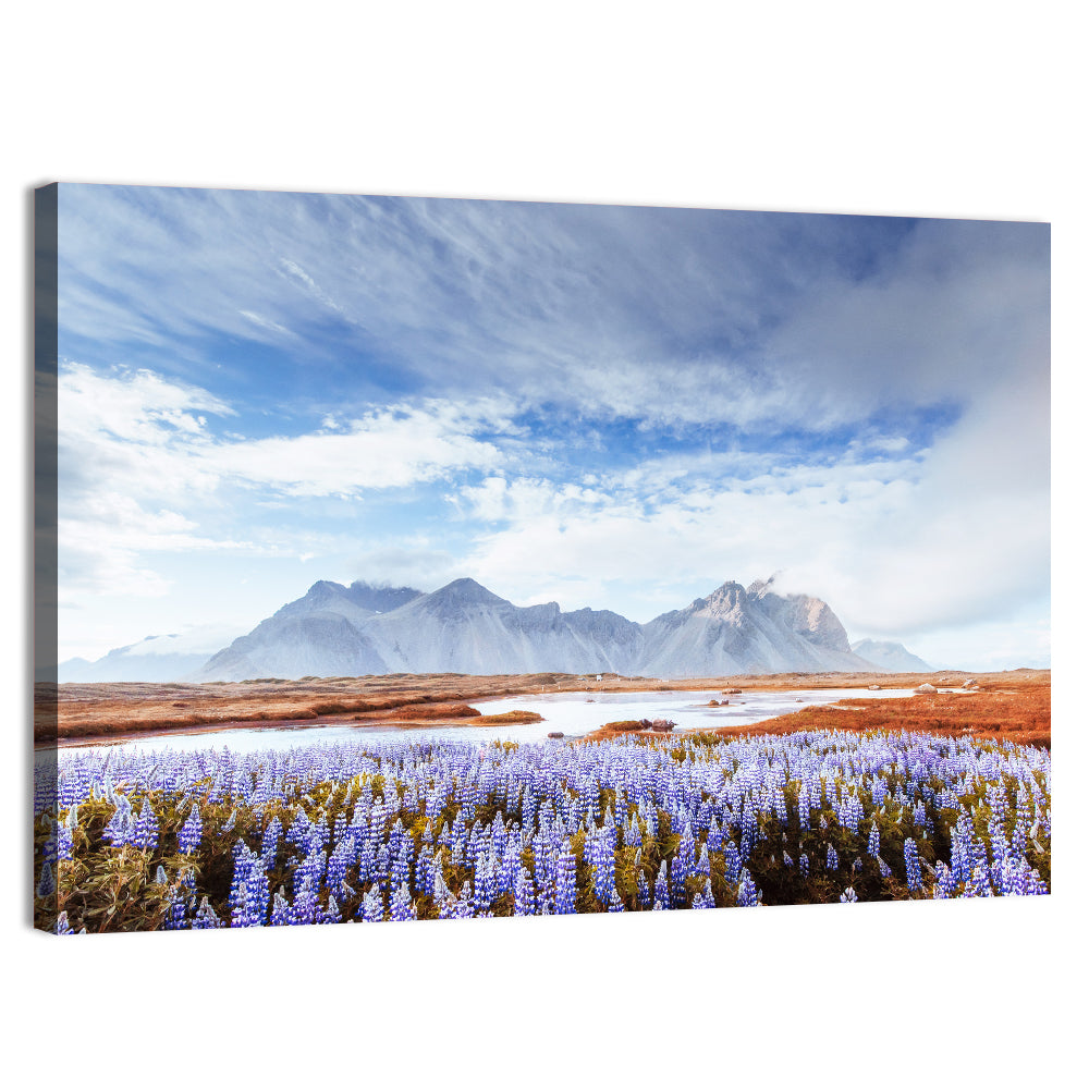 Lupine Fields at Vestrahorn Wall Art, canvas print, landscape