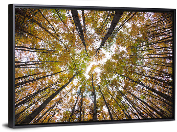 Autumn Forest Canopy Looking Up Wall Art as a framed canvas