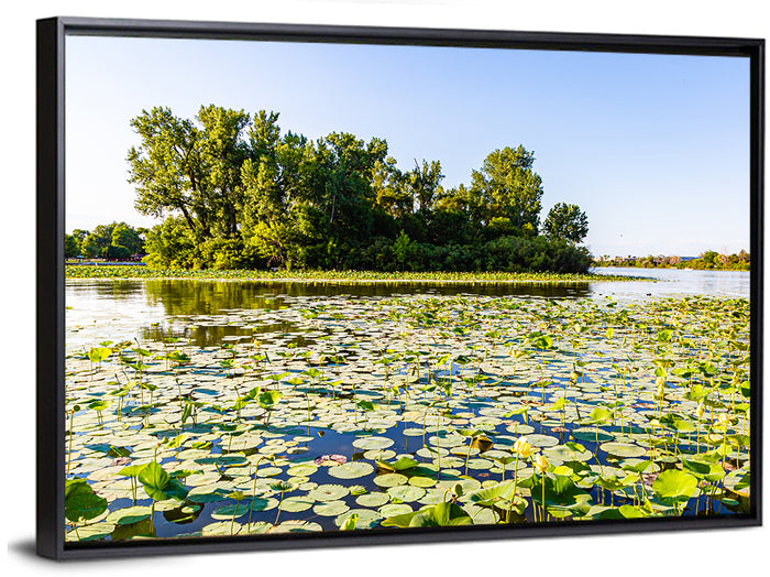 Carter Lake Lily Pads Wall Art as a framed canvas