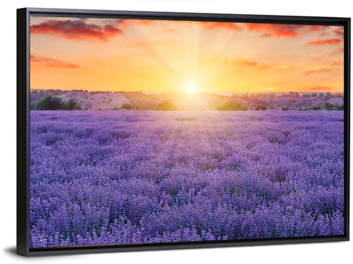 Lavender Field Sunburst Wall Art as a framed canvas