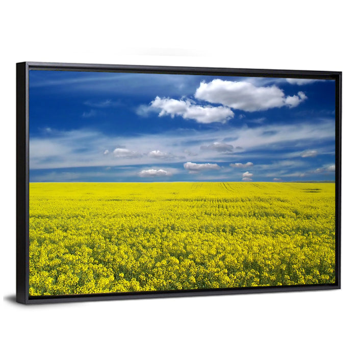 Sunlit Canola Field Wall Art as a framed canvas