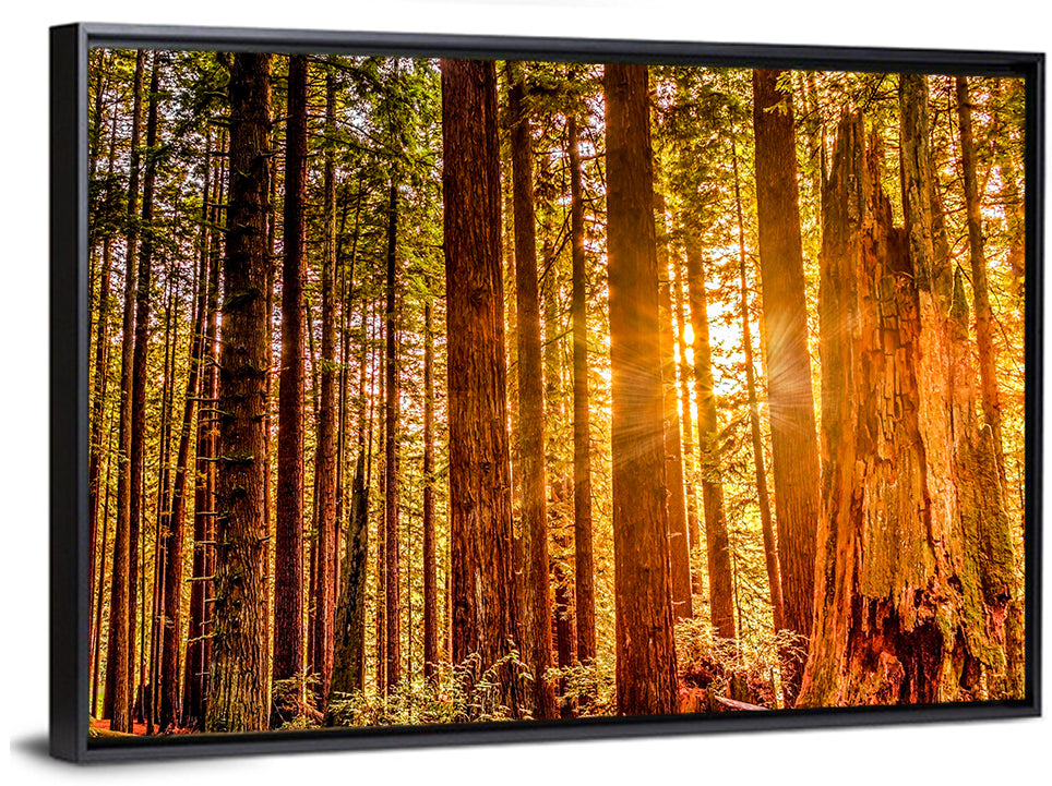 Sunny Redwood Forest Wall Art
