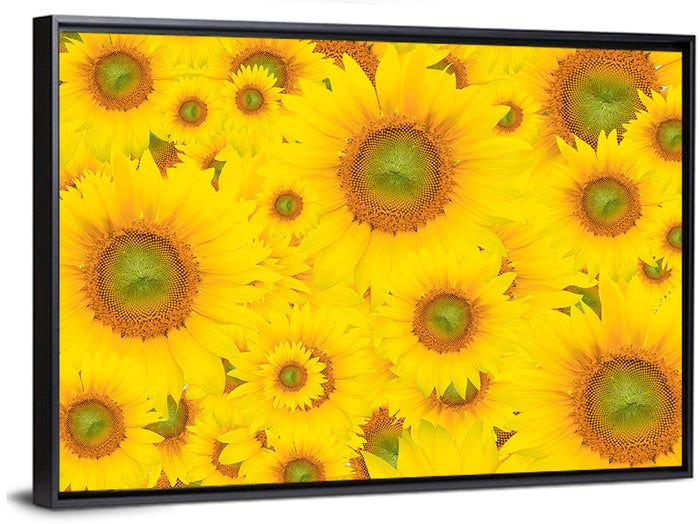 Sunflower Field Close-up in Yellow Wall Art as a framed canvas